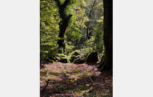 6adcea4307fa0_imagepicker36713A28C7CA44D3B09EB5CB946F7B7E5647000002BFB5383ABB.jpg
