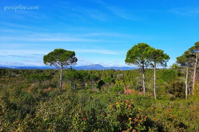 CLAPIERS : Les bois de Baillarguet