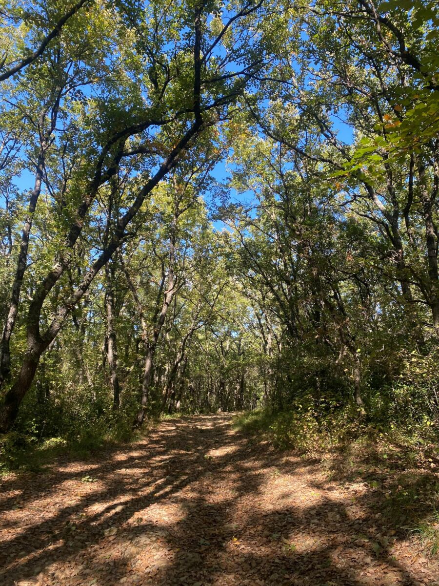 MONTARNAUD : entre garrigue et forêt