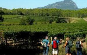 MONTPELLIER : Les grés de Montpellier