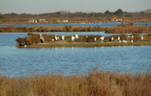 MAUGUIO : le sentier du cabanier, Cabanes du Salaison