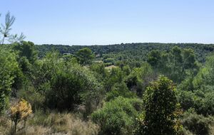 CLAPIERS : les bois de Baillarguet