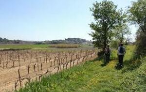 ALIGNAN-DU-VENT : Oenorando des balcons d'Alignan-du-Vent