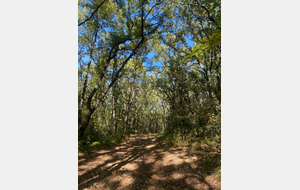 MONTARNAUD : entre garrigue et forêt