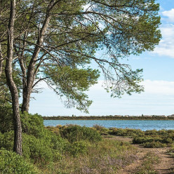VIC-LA-GARDIOLE : le bois des Aresquiers et les salins de Frontignan
