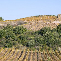 FAUGÈRES : Oenorando Nature et Culture